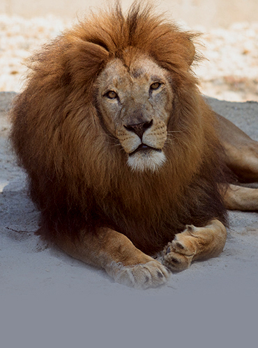 Miskolc Zoo