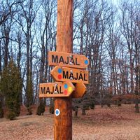 Alder trees at