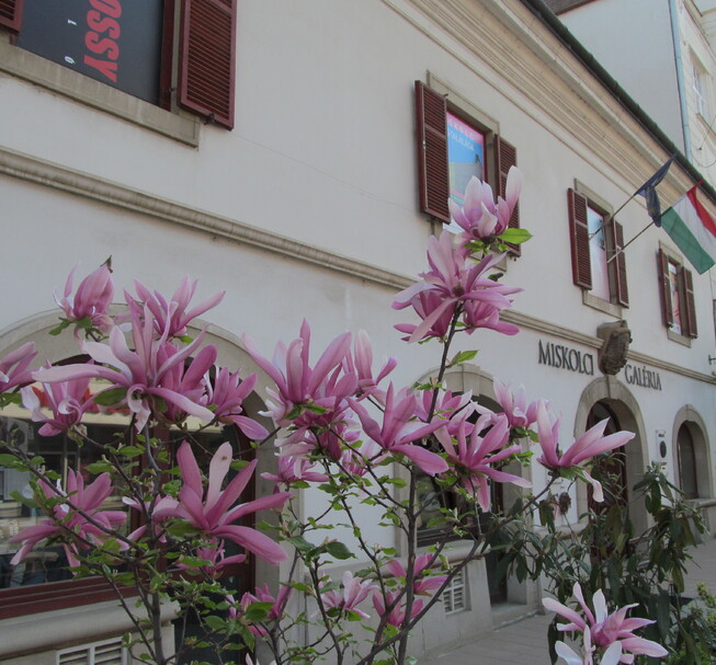 Miskolc Gallery - Rákóczi House