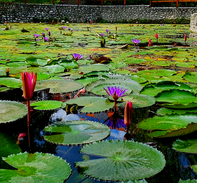 Lake Békás in Miskolctapolca (EN)