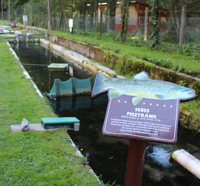 Forellenzucht von Lillafüred – Fischbratküche im Wald