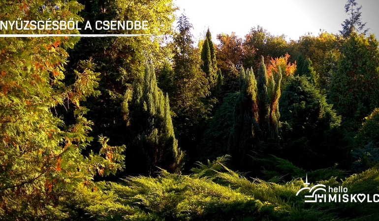 Nyüzsgésből a csendbe – garantált városnéző séta az Avasi Arborétumba Nyüzsgésből a csendbe – garantált városnéző séta az Avasi Arborétumba