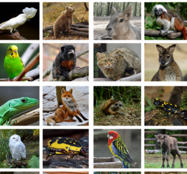 Állatok Világnapja Állatok Világnapja