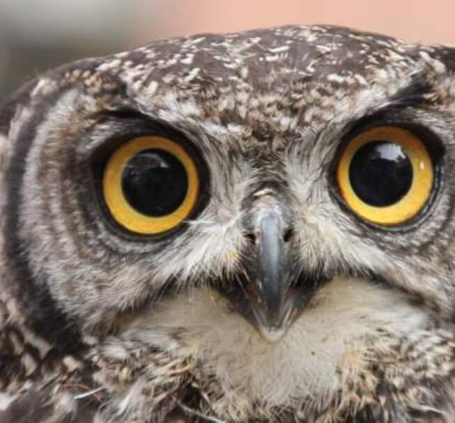 IX. Miskolc owl ambush