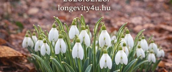 Hóvirágos túra a Bükk-fennsíkon