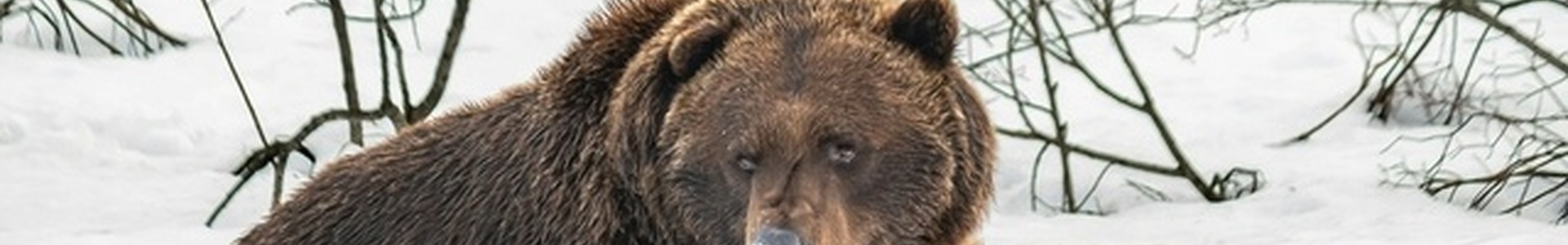 Miskolc medvéi elárulják, hogy meddig tart még a tél