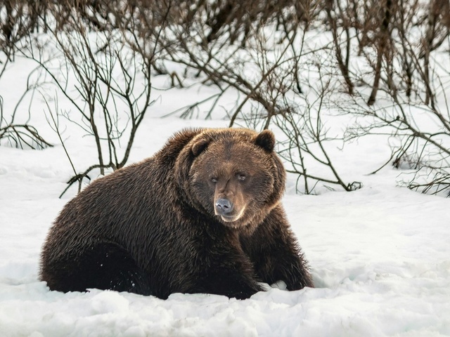 Miskolc medvéi elárulják, hogy meddig tart még a tél