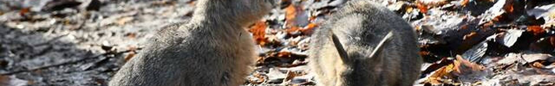 Elképesztően aranyos kölykök születtek a Miskolci Állatkertben (FOTÓ)