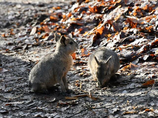 Elképesztően aranyos kölykök születtek a Miskolci Állatkertben (FOTÓ)