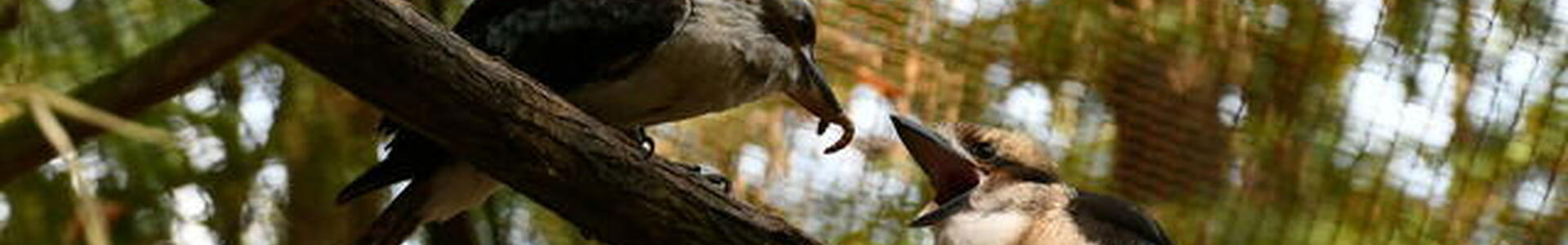 Jelképes összeg ellenében látogatható a Miskolci Állatkert