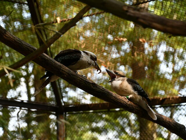 Jelképes összeg ellenében látogatható a Miskolci Állatkert