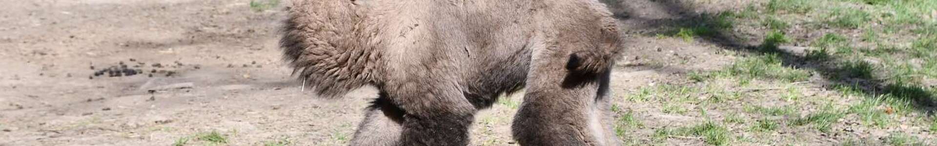 Minden szívet megolvaszt a Miskolci Állatkert új lakója