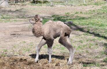 Minden szívet megolvaszt a Miskolci Állatkert új lakója