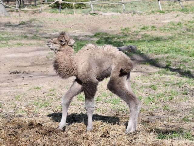 Minden szívet megolvaszt a Miskolci Állatkert új lakója