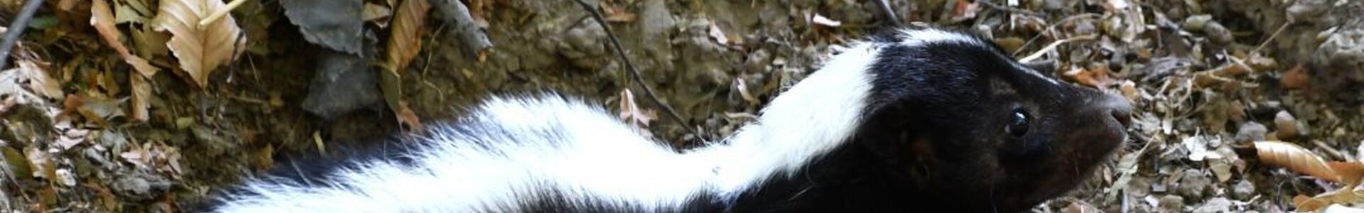 Elrabolta a látogatók szívét a Miskolci Állatkert új lakója, mert a Bükk városában ősszel sem áll meg az élet.
